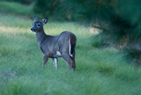 Chincoteague National Wildlife Refuge