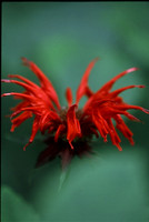 Wildflowers